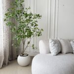 Benjamina Tree