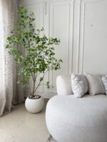 Benjamina Tree